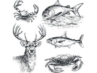 Ink sketch drawings of a stag head and marine life on transparent. Vector hand drawn illustration