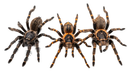 A trio of tarantulas displaying their hairy bodies and segmented legs against a black background in detail