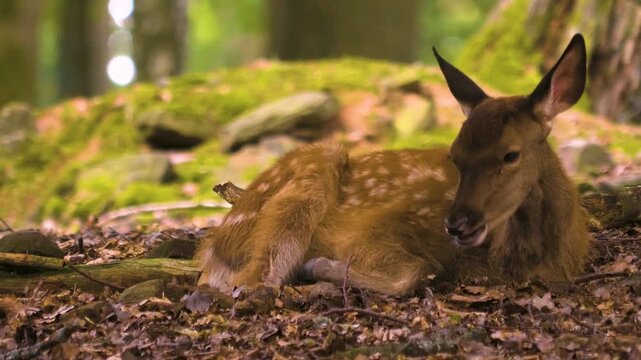 Close up of an axis deer fawn relaxing on the forest ground on a sunny autumn day and looking around