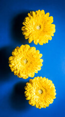 Vibrant yellow gerbera daisies arranged artistically against a deep blue background, minimalist floral concept.
