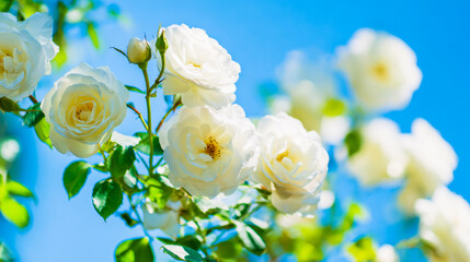 White roses blooming under a clear blue sky, symbolizing purity and springtime.
