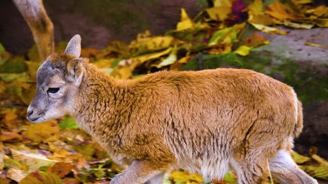 Close up view of a baby fawn mouflon looking around on a sunny autumn day