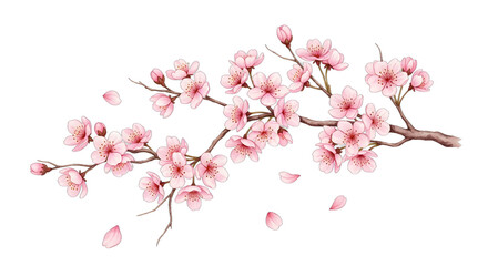Beautiful Cherry Blossom Branch with Delicate Pink Flowers.