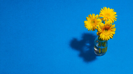 Bright yellow gerbera flowers in a simple vase against a vibrant blue background.
