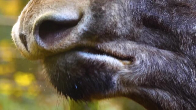 Close up of a moos, elk head and nose smelling around the forest