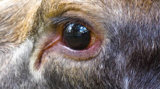 Close up of a moos, elk head and eye looking around the forest