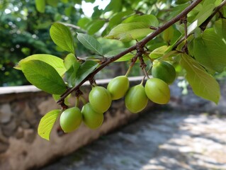 Green plums on a branch, foliage, garden