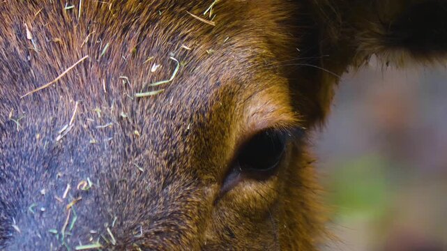 Close up of an altai deer elk dow standing in the forest and looking around ona sunny day in autumn