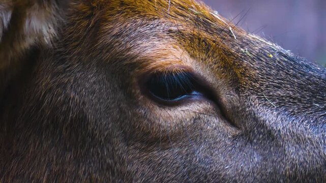 Close up of an altai deer elk dow standing in the forest and looking around ona sunny day in autumn