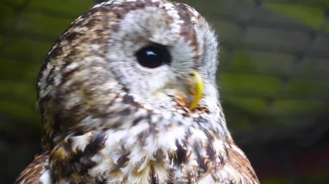 Cloae up of a small owl head looking arund on a sunnx autumn day