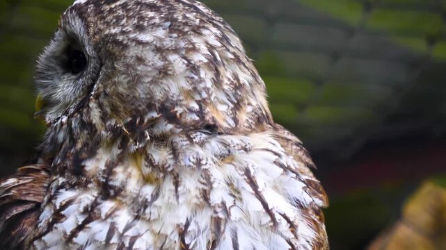 Cloae up of a small owl head looking arund on a sunnx autumn day