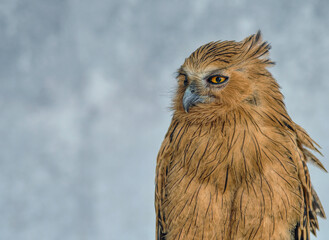 close up of a owl