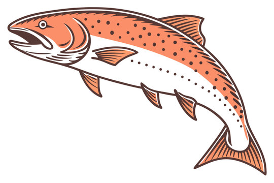 vector illustration of a salmon fish