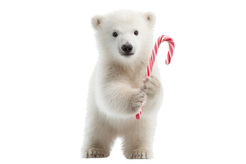A Christmas polar bear cub holding a candy cane, isolated on a transparent background.