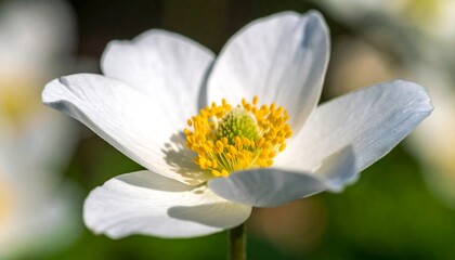 Obraz premium A delicate white bloom emerges in the spring light, its pristine petals appearing to clean up the visual space with pure, natural elegance and usher in a season of renewal