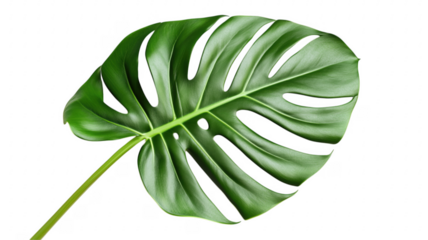 Vibrant monstera leaf isolated against a dramatic background providing botanical beauty
