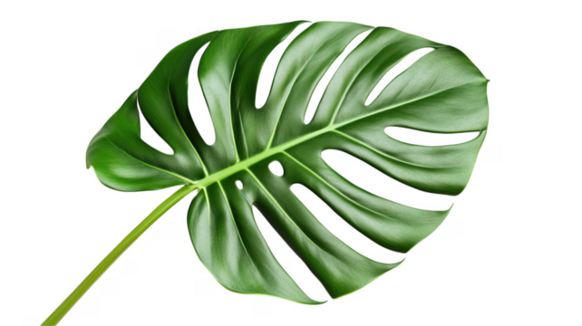 Vibrant monstera leaf isolated against a dramatic background providing botanical beauty