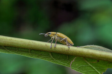 Orthorhinus cylindrirostris on leaf

