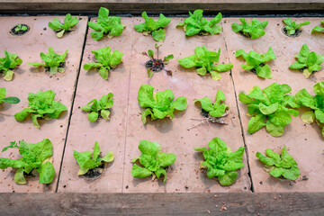 Indoor kitchen garden in a greenhouse, lettuce and leafy greens plants growing in a raised planting bed in individual pots
