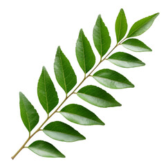 Single Branch of Curry Leaves with Serrated Edges on Black Background curry leaf herb