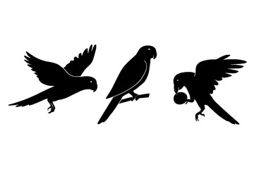 Obraz premium parrot silhouettes on white: one soaring with wings spread, one perched on a branch, and one in flight carrying a round object in its beak. Bold black outlines highlight exotic birds