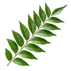 Single Curry Leaf Branch with Green Leaves on Black Background curry leaves herb