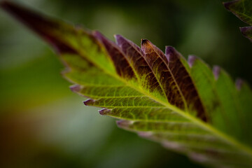 Cannabis Leaf changing color