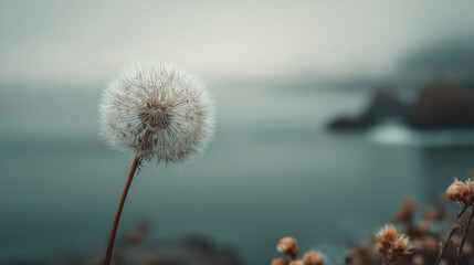 Close up of single dandelion seed on stem, surrounded by serene, blurred background of water and soft colors, evokes sense of tranquility