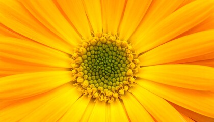 Close-up of a bright yellow flower