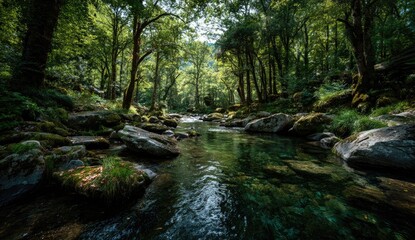 Obraz premium Tranquil forest stream. Lush greenery, clear water, and smooth rocks line a shallow stream flowing through a dense woodland