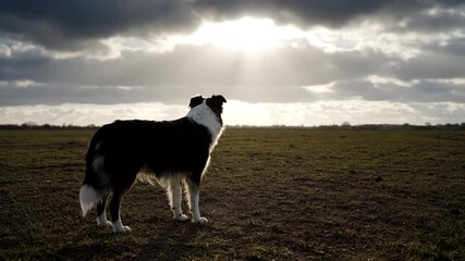 border collie dog standing in open field under cloudy sky