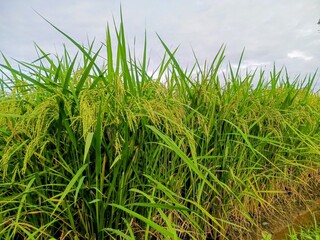 green grass in the wind