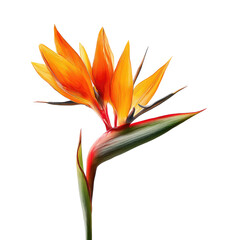 Vibrant orange-red bird of paradise flower