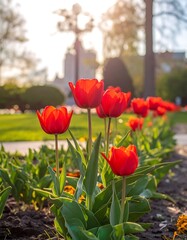 Red tulips in a park (1)