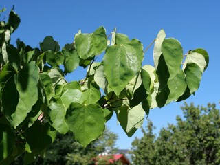 Heart-Shaped Green Leaves of Eastern Redbud (Cercis canadensis) Tree in Early Autumn, Colorado