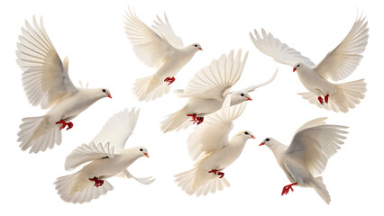 Obraz premium A flock of white doves gracefully soaring through the air against a dark background in a peaceful scene