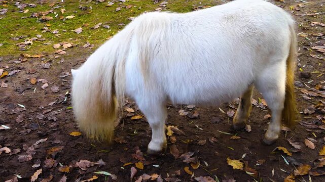 Close up ofa white Shetland pony grazing ona meadow ona cloudy day in autumn