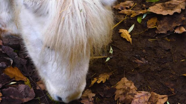 Close up ofa white Shetland pony grazing ona meadow ona cloudy day in autumn