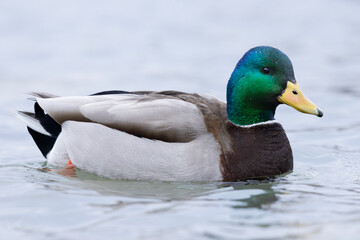 Fototapeta premium Close up of beautiful colorful male mallard drake duck Anas platyrhynchos with vibrant iridescent green head and striking plumage