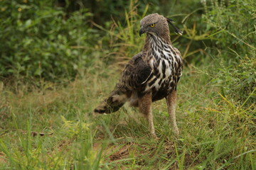 Sri Lankan Birs in the Wild, Sri Lanka 