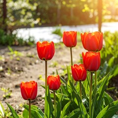 Red tulips in garden (1)