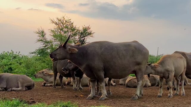 A mother buffalo is breastfeeding her calf against the backdrop of a beautiful evening sky.