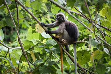 Trachypithecus obscurus monkey or langur baby has golden yellow fur, and mother sitting on branch and tree in forest. Kaeng Krachan National Park, Phetchaburi, Thailand. Leave free space for text.