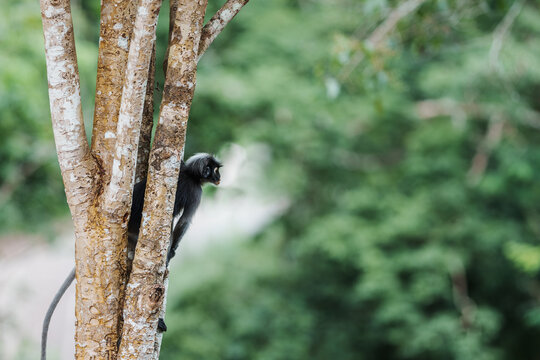 Back view of Trachypithecus obscurus monkey or langur, sitting on branch is lonely, absentminded in forest. Kaeng Krachan National Park, Phetchaburi, Thailand. Leave free space for banner text.