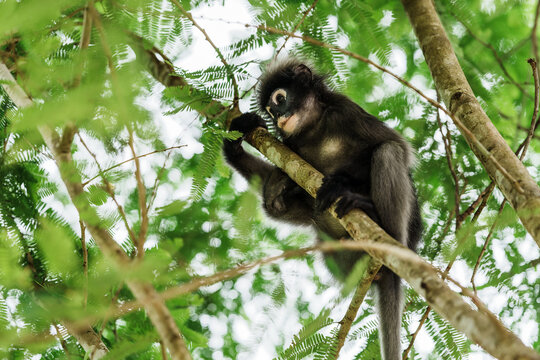 Trachypithecus obscurus monkey or langur, sitting on branch, swing from a tree is lonely, absentminded in forest. Kaeng Krachan National Park, Phetchaburi, Thailand. Leave free space for banner text.