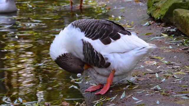 Close up of a large gry goose standing  aorund beside a pond on a sunny spring day