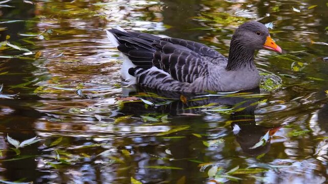 Close up of a large gry goose swimming aorund a pond on a sunny spring day