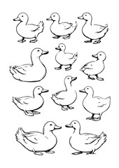 a set of duck icons