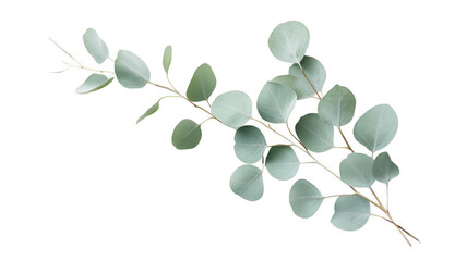 Elegant eucalyptus branch with round leaves against a simple background transparent