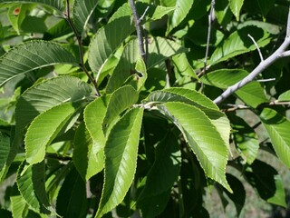 Close-Up of Emerald Sunshine Elm (Ulmus propinqua ‘Emerald Sunshine’) Leaves in Early Autumn, Colorado